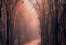 張志杰猝死球場促羽聯改革　醫療應急允許無裁判指示直接入場.